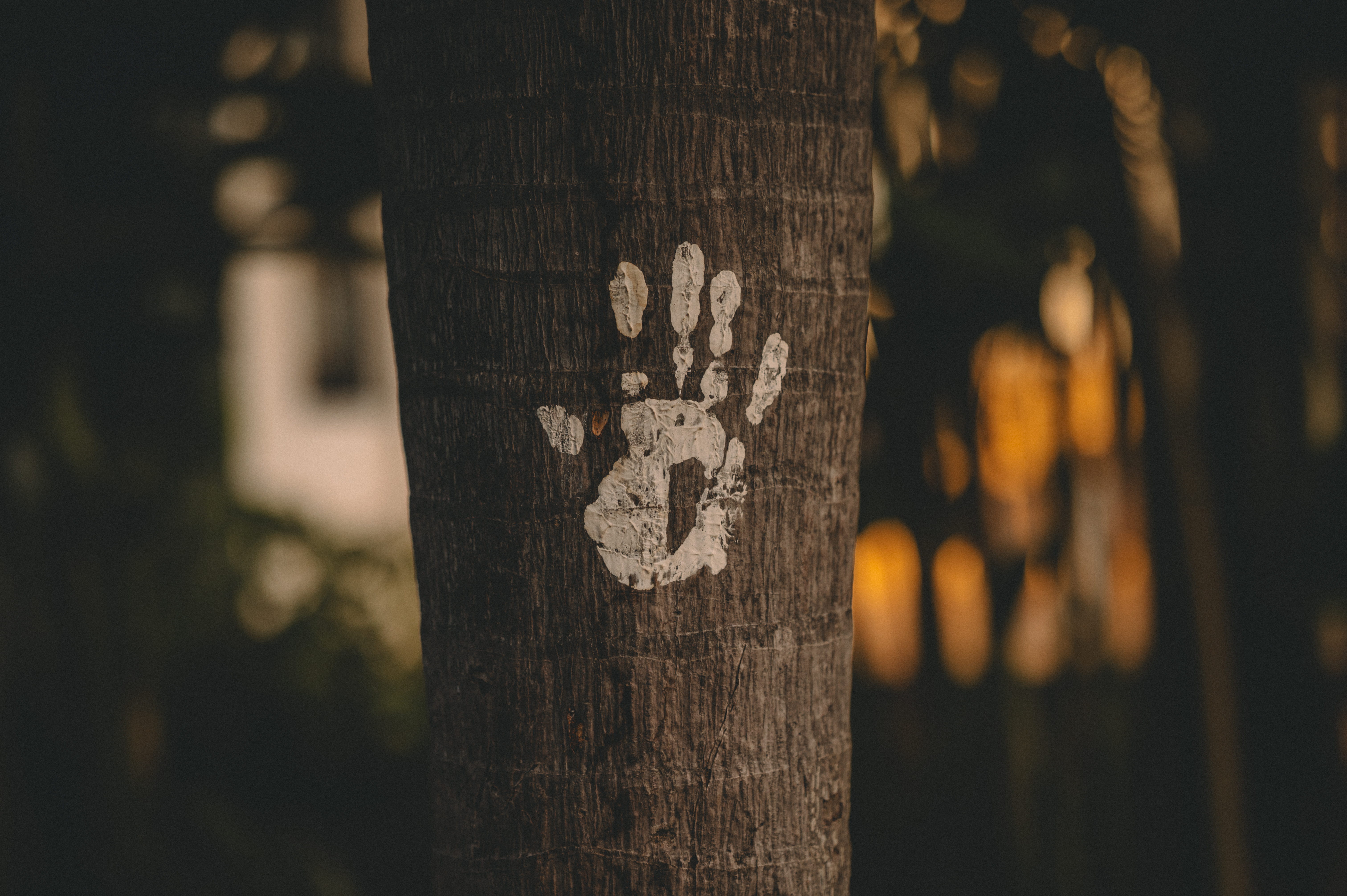 A white handprint on a palm trunk