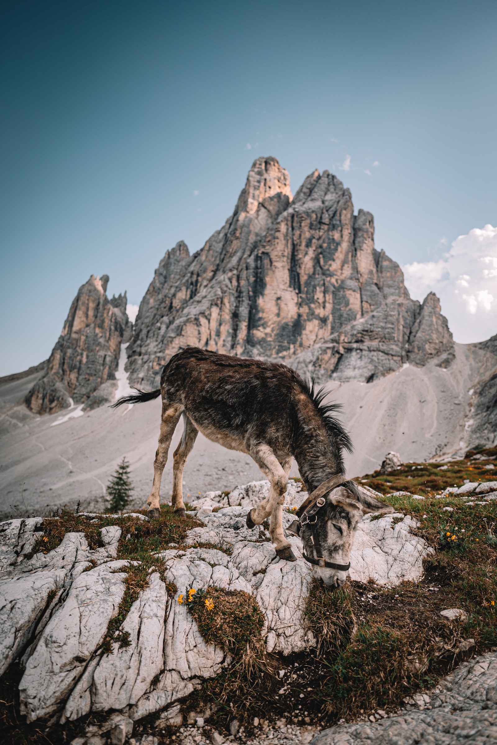 Ein Esel grast auf einem felsigen Bergpfad vor hohen Dolomitengipfeln