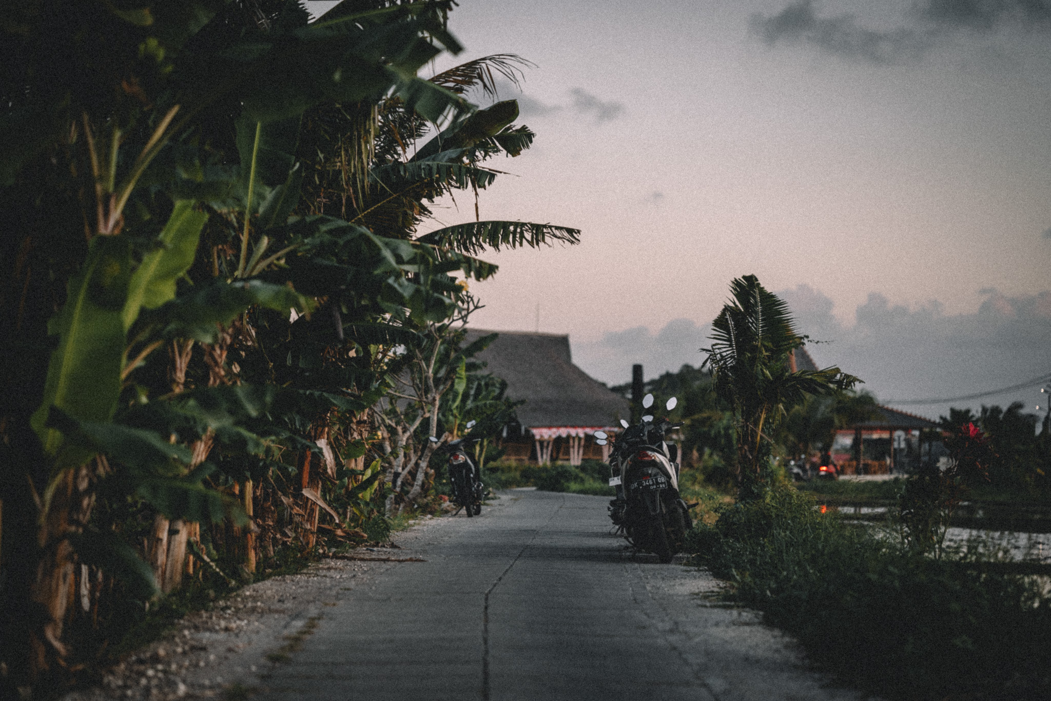 A quiet road lined with banana trees at dusk