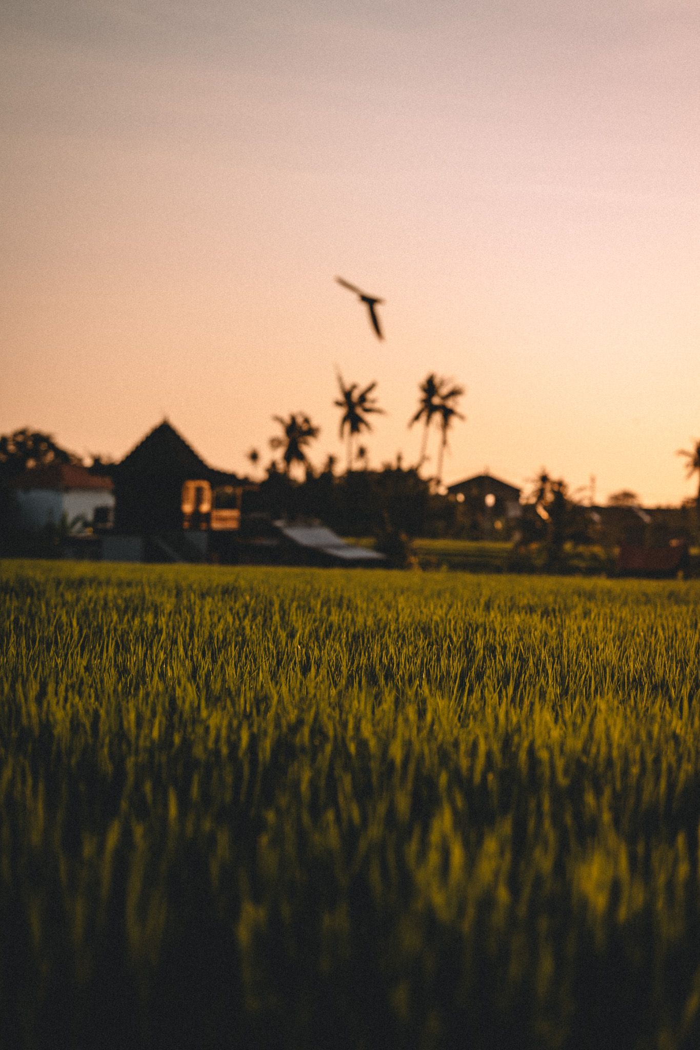 A bird above rice fields and palms at dusk