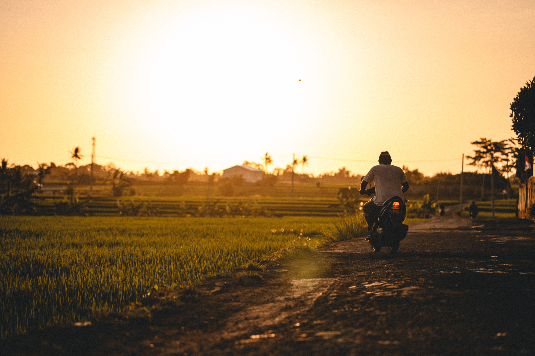 A scooter rider crossing rice fields in evening light