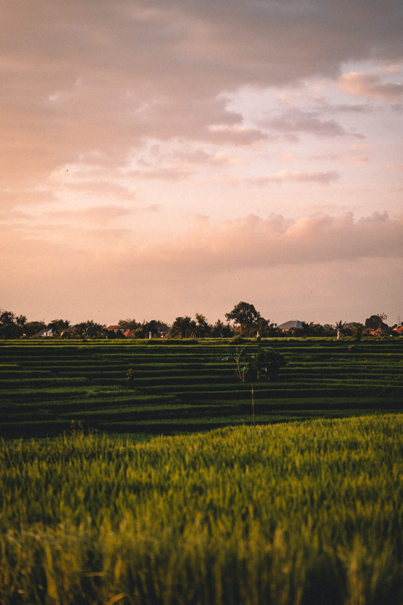 Green rice terraces under a pink sky