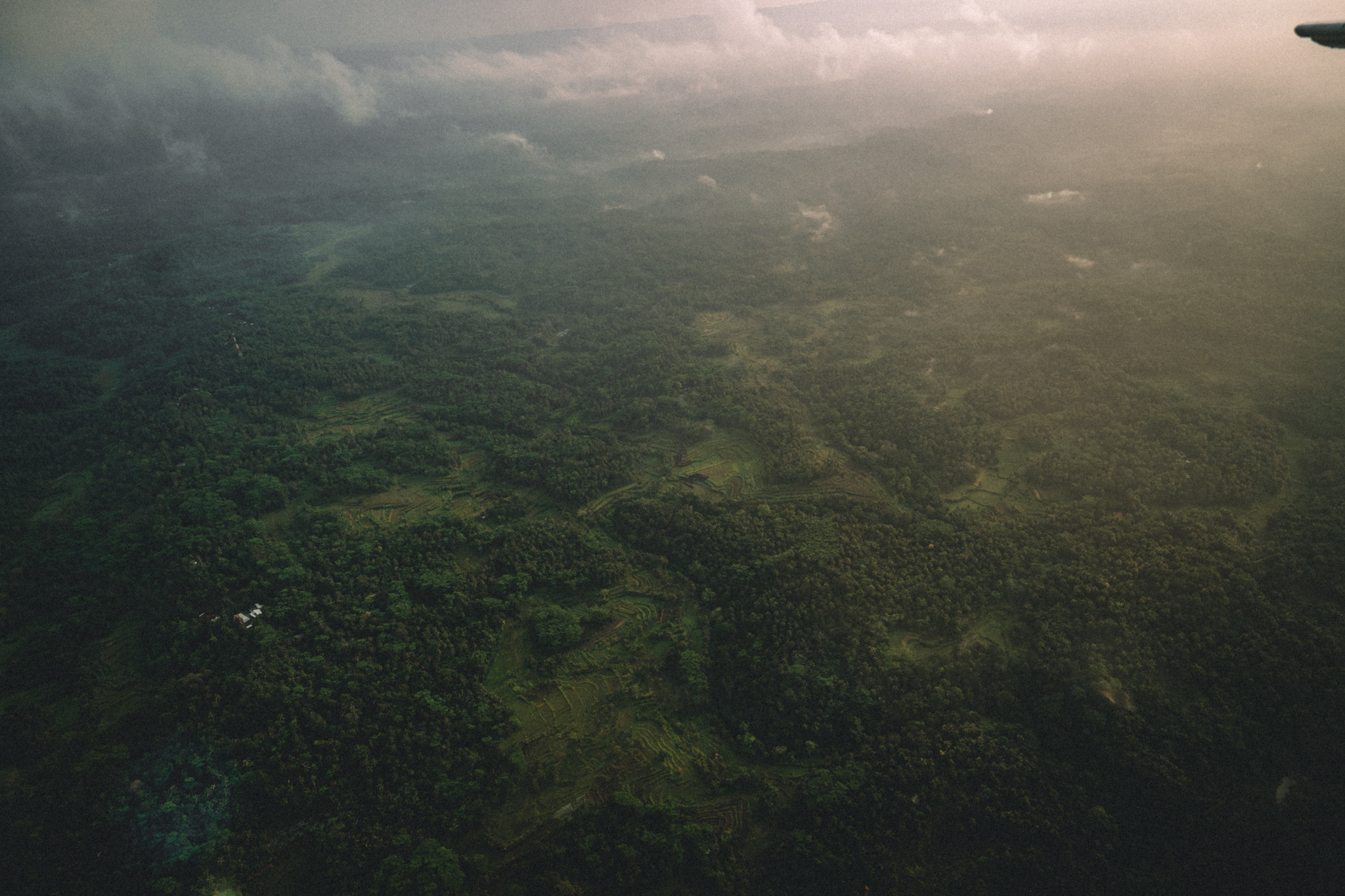 Aerial view of forest beneath hazy light