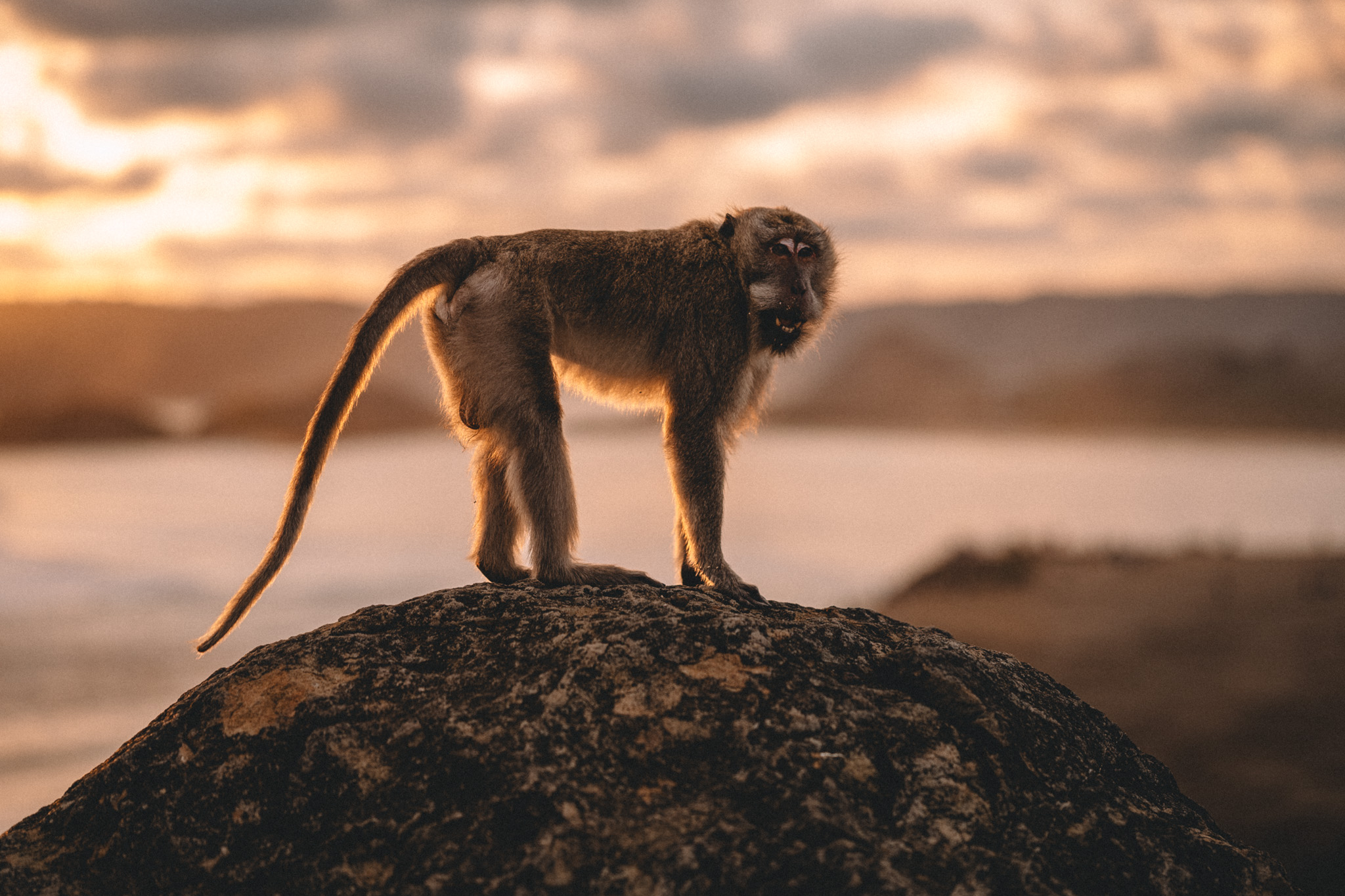 A monkey on a rock against the sunset