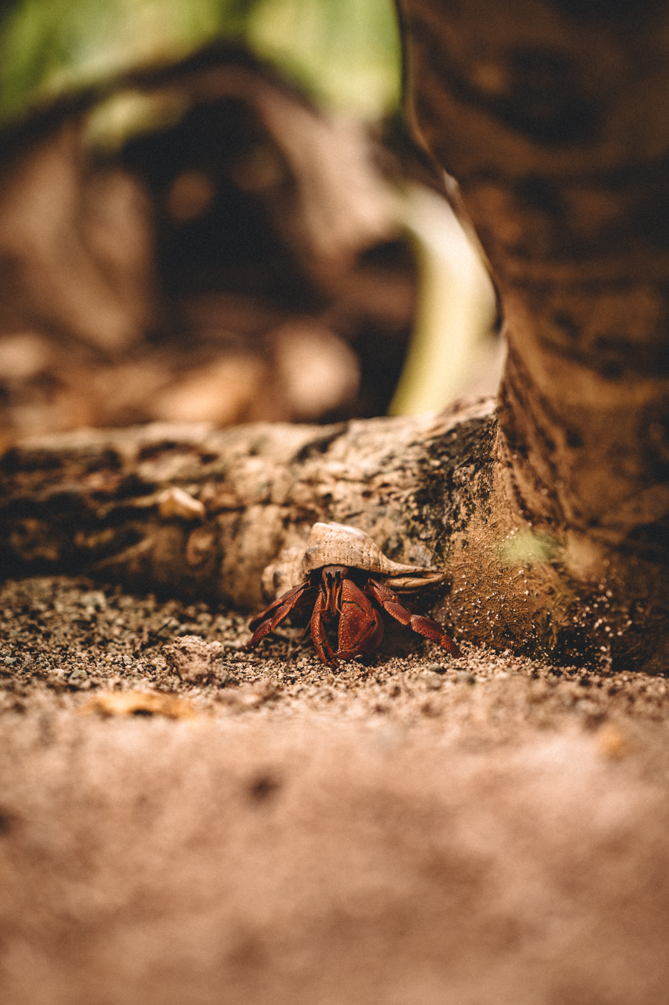 A small crab in the sand