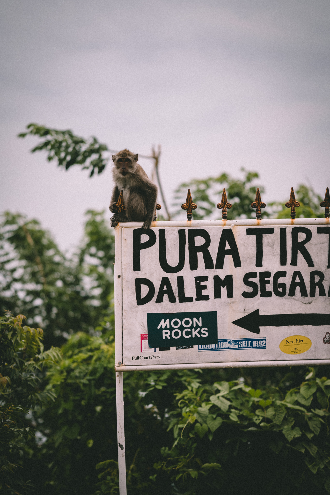 A monkey perched on a temple sign among green leaves in Bali