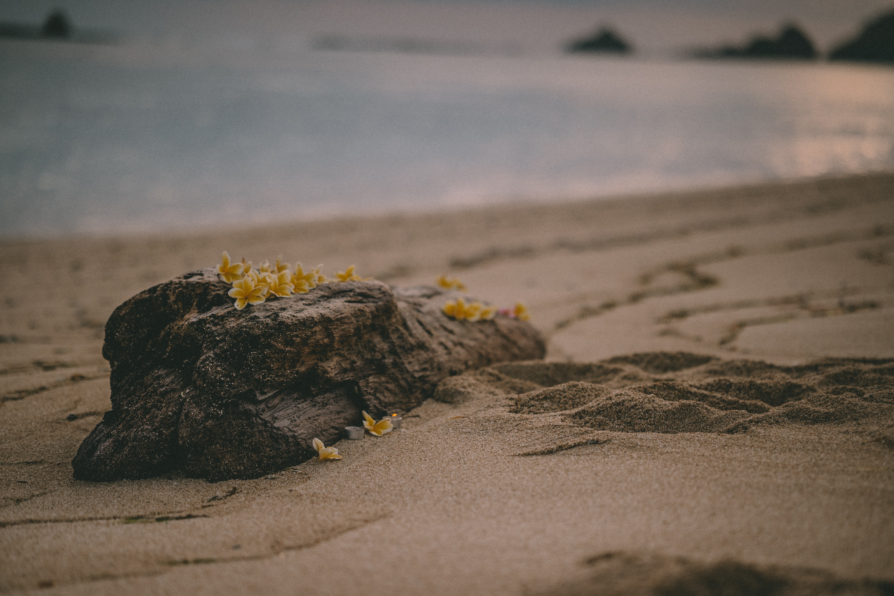 Yellow frangipani flowers on a rock beside the sea